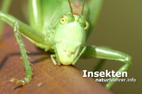 Click for large version